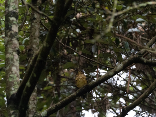 Sri Lanka Thrush (Zoothera imbricata), photo 7