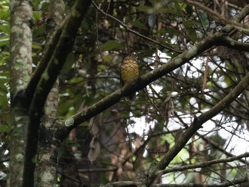 Sri Lanka Thrush (Zoothera imbricata), photo 8