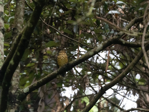 Sri Lanka Thrush (Zoothera imbricata), photo 9