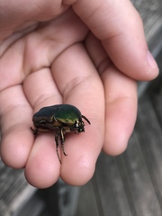 Cotinis nitida