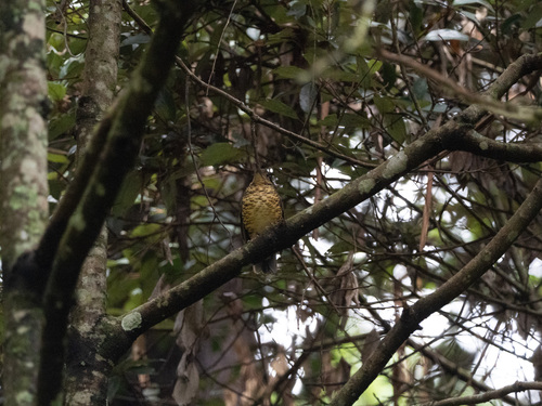 Sri Lanka Thrush (Zoothera imbricata), photo 10
