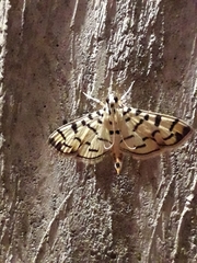 Dichocrocis sabatalis
