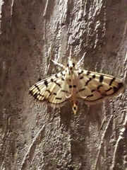 Dichocrocis sabatalis