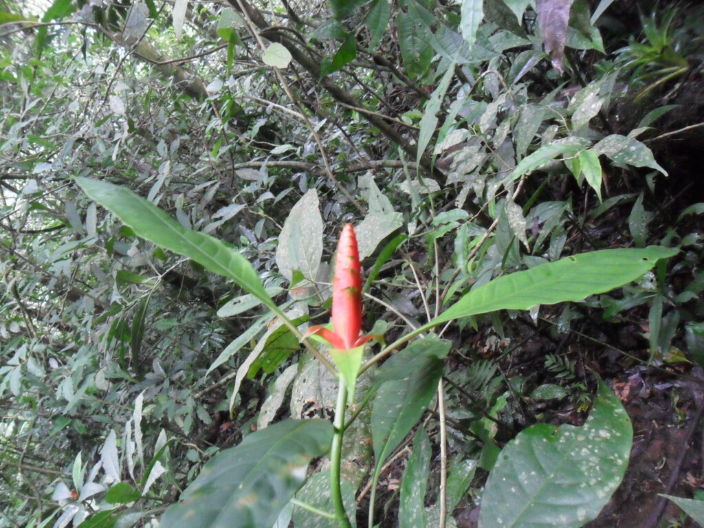 Aphelandra speciosa Brandegee