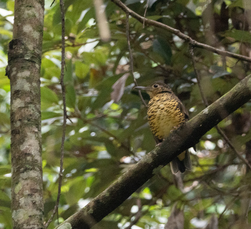 Sri Lanka Thrush (Zoothera imbricata), photo 4