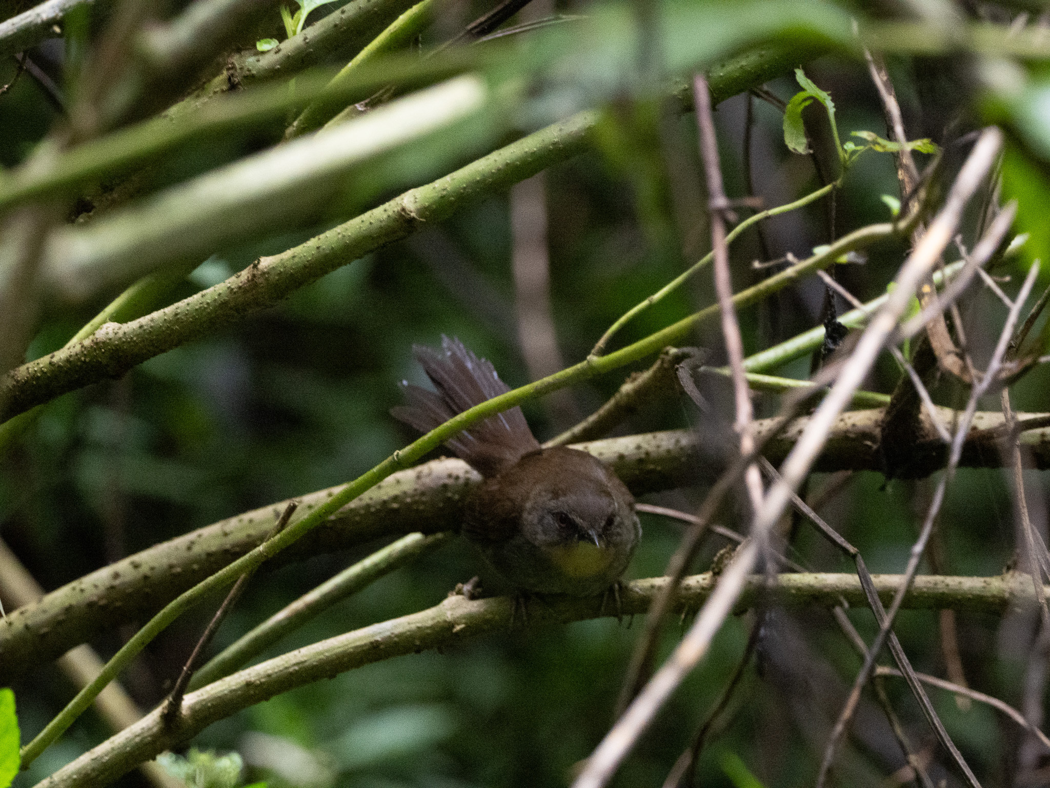Sri Lanka Bush Warbler (Elaphrornis palliseri), photo 5