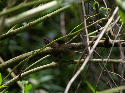 Sri Lanka Bush Warbler (Elaphrornis palliseri), photo 4