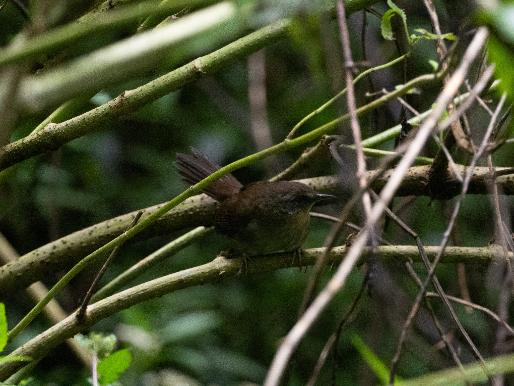 Sri Lanka Bush Warbler (Elaphrornis palliseri), photo 4
