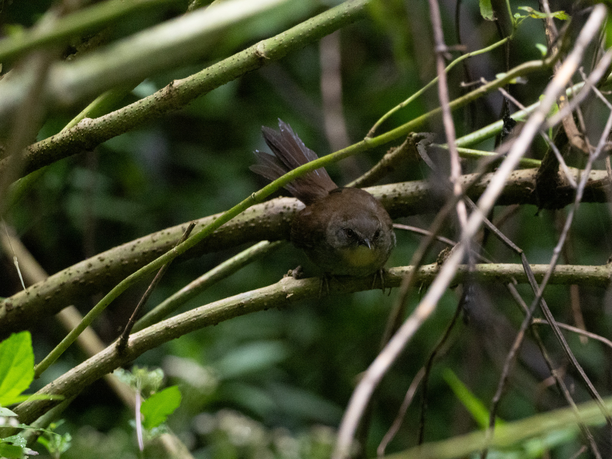 Sri Lanka Bush Warbler (Elaphrornis palliseri), photo 9