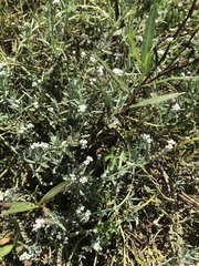 Heliotropium curassavicum