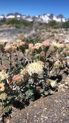 Chaenactis douglasii