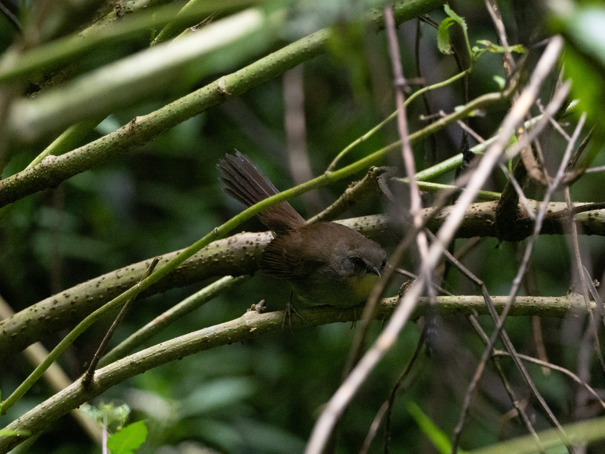 Sri Lanka Bush Warbler (Elaphrornis palliseri), photo 10