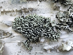 Hypogymnia incurvoides
