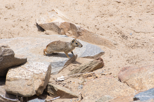 Rock Cavy