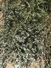 Heliotropium curassavicum