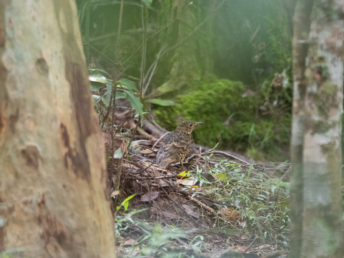 Sri Lanka Thrush (Zoothera imbricata), photo 2