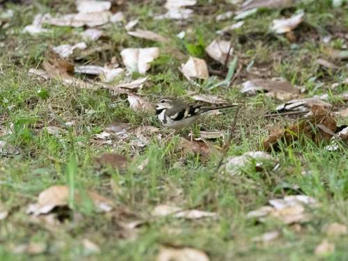 Forest Wagtail (Dendronanthus indicus), photo 8