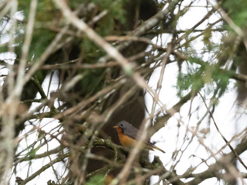 Kashmir Flycatcher (Ficedula subrubra), photo 7