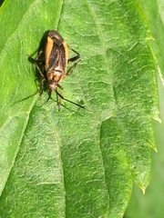 Taedia