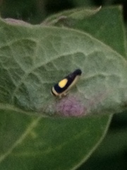 Colladonus clitellarius