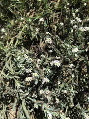 Heliotropium curassavicum