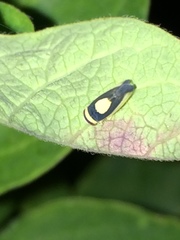 Colladonus clitellarius