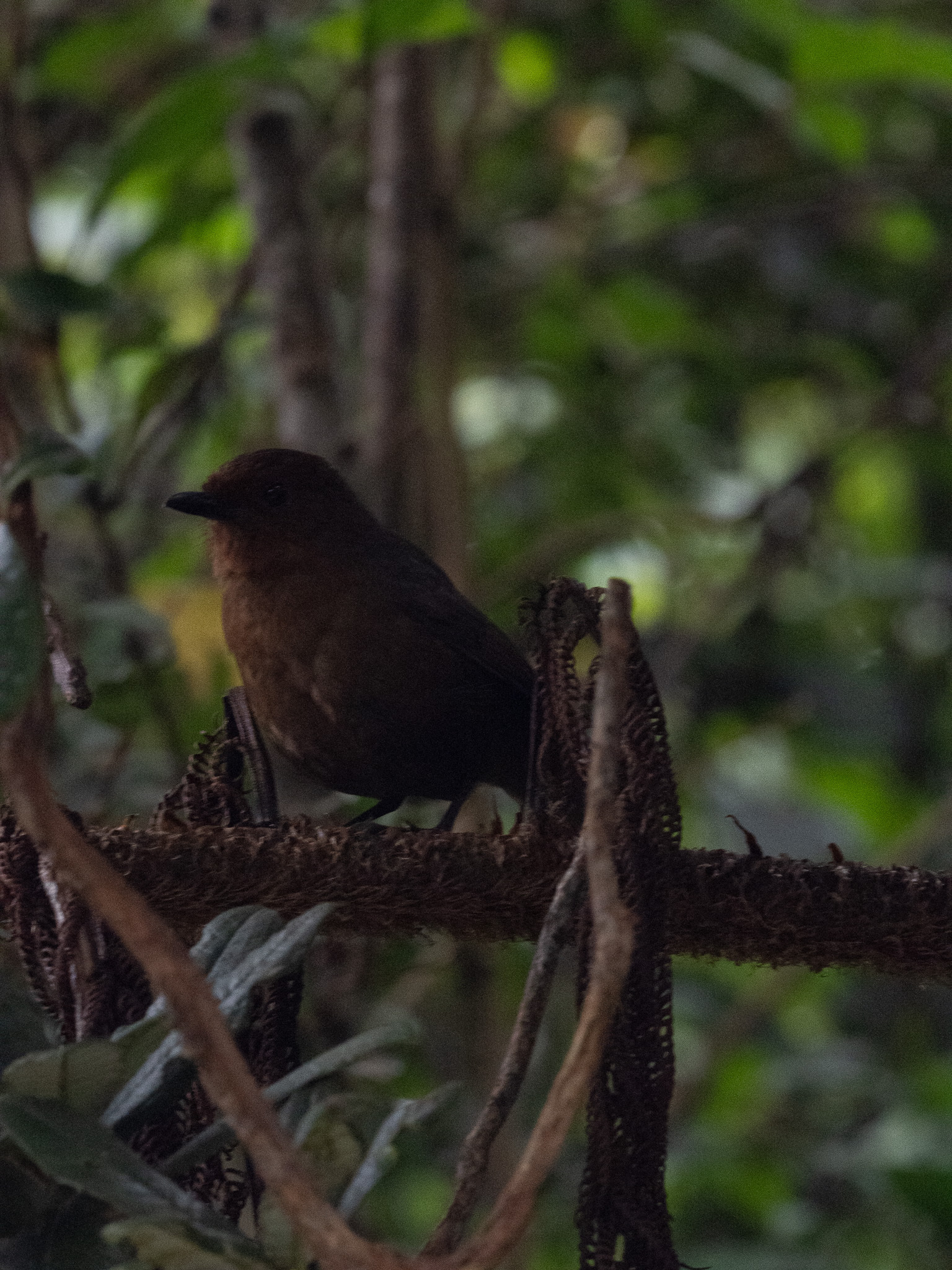 Sri Lanka Whistling Thrush (Myophonus blighi), photo 6