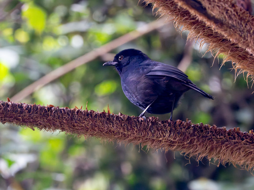 Sri Lanka Whistling Thrush (Myophonus blighi)