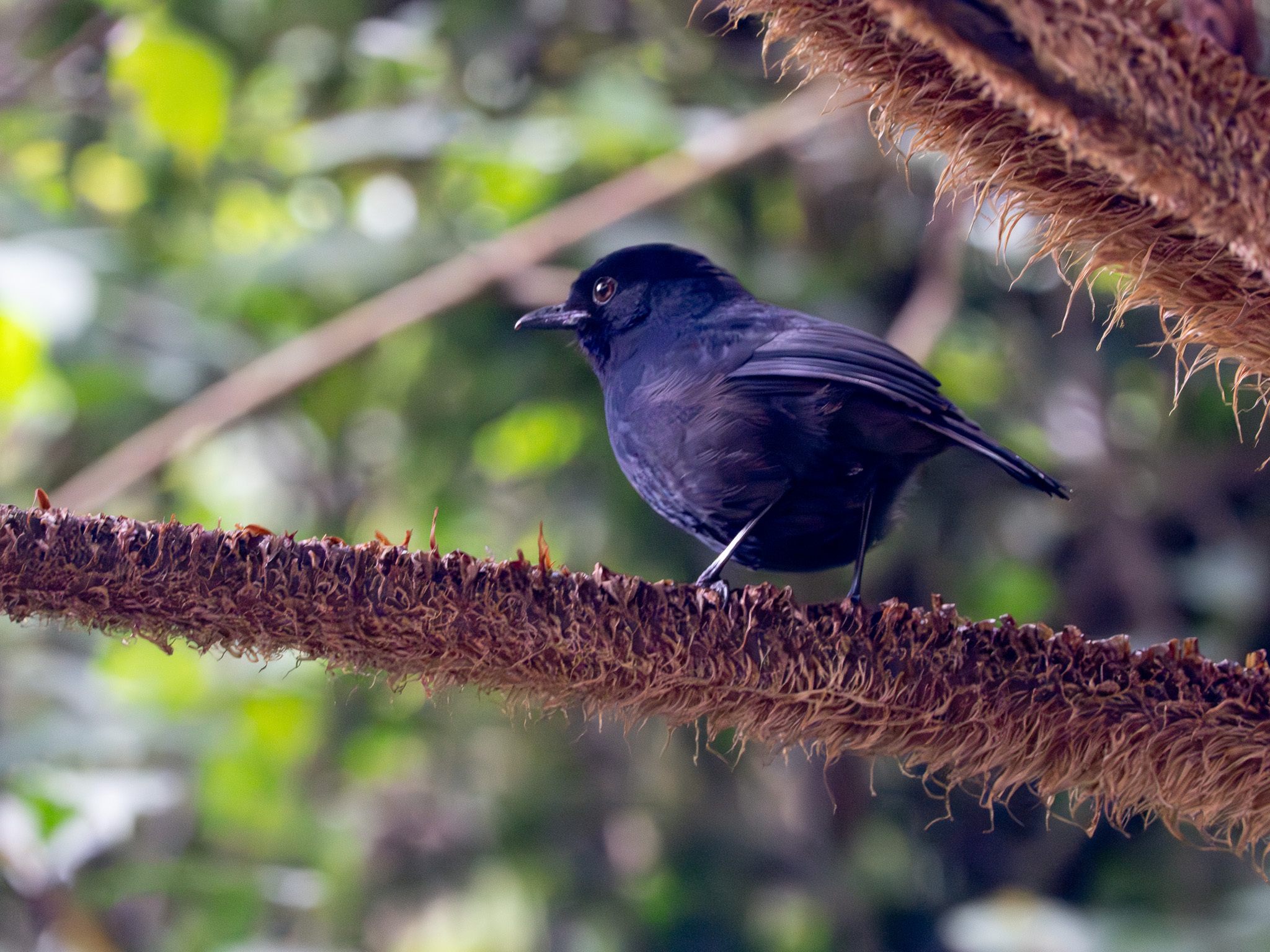 Sri Lanka Whistling Thrush (Myophonus blighi), photo 1