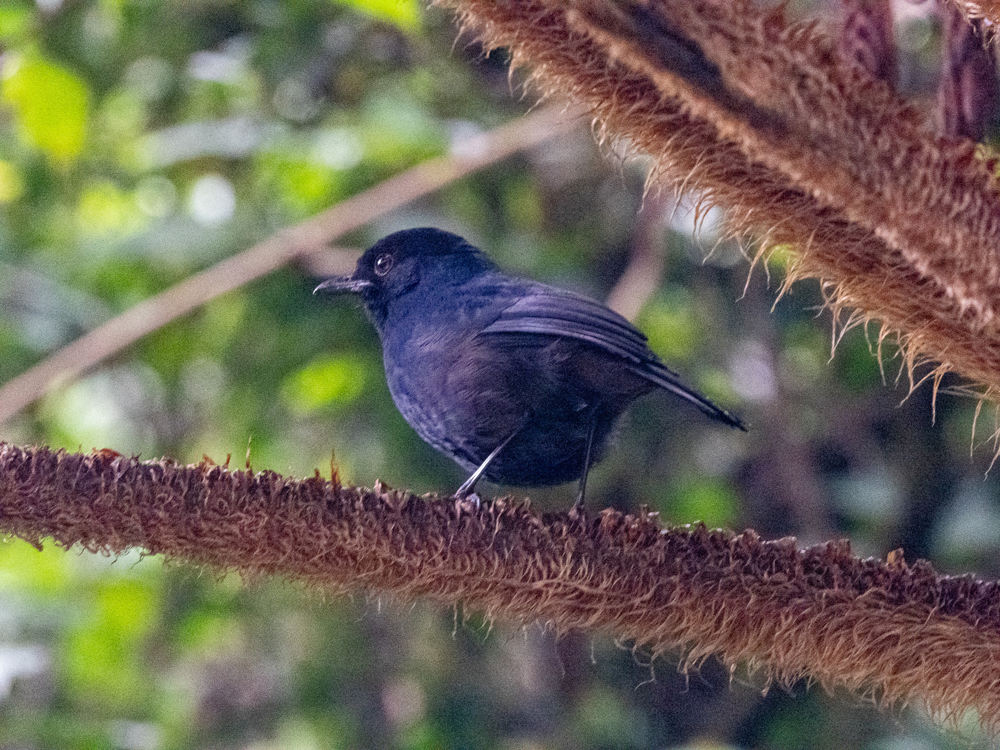 Sri Lanka Whistling Thrush (Myophonus blighi), photo 2