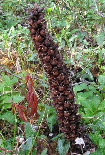 Image of Boschniakia rossica by (c) Peter L Achuff, some rights reserved (CC BY)