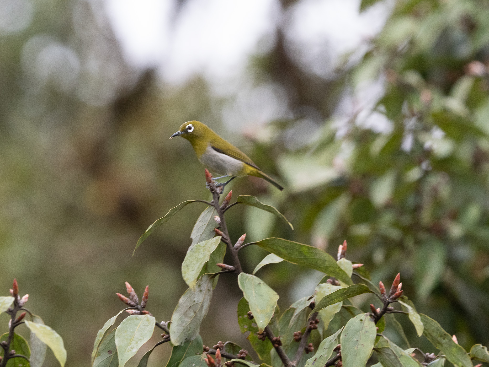 Sri Lanka White-eye (Zosterops ceylonensis), photo 10