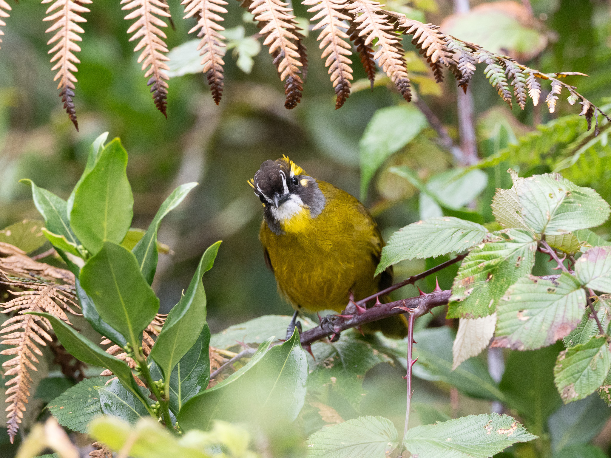 Yellow-eared Bulbul (Pycnonotus penicillatus), photo 6