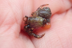 Peltogaster