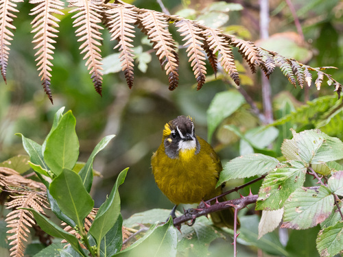 Yellow-eared Bulbul (Pycnonotus penicillatus), photo 7