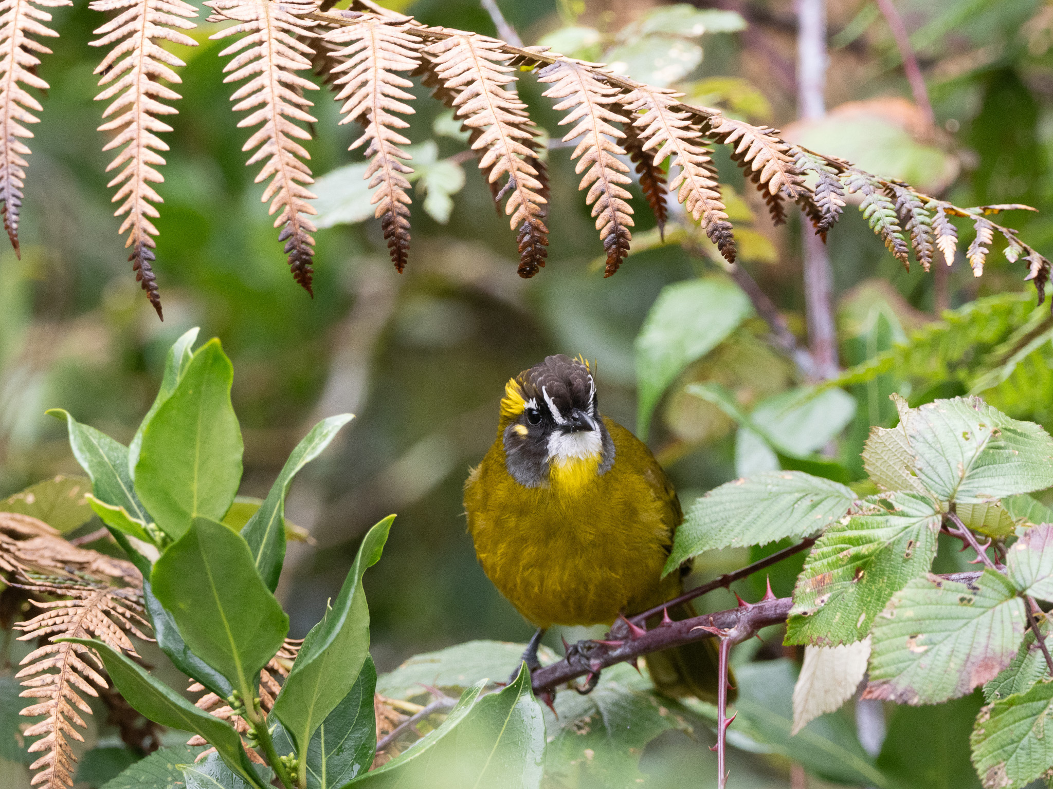Yellow-eared Bulbul (Pycnonotus penicillatus), photo 7