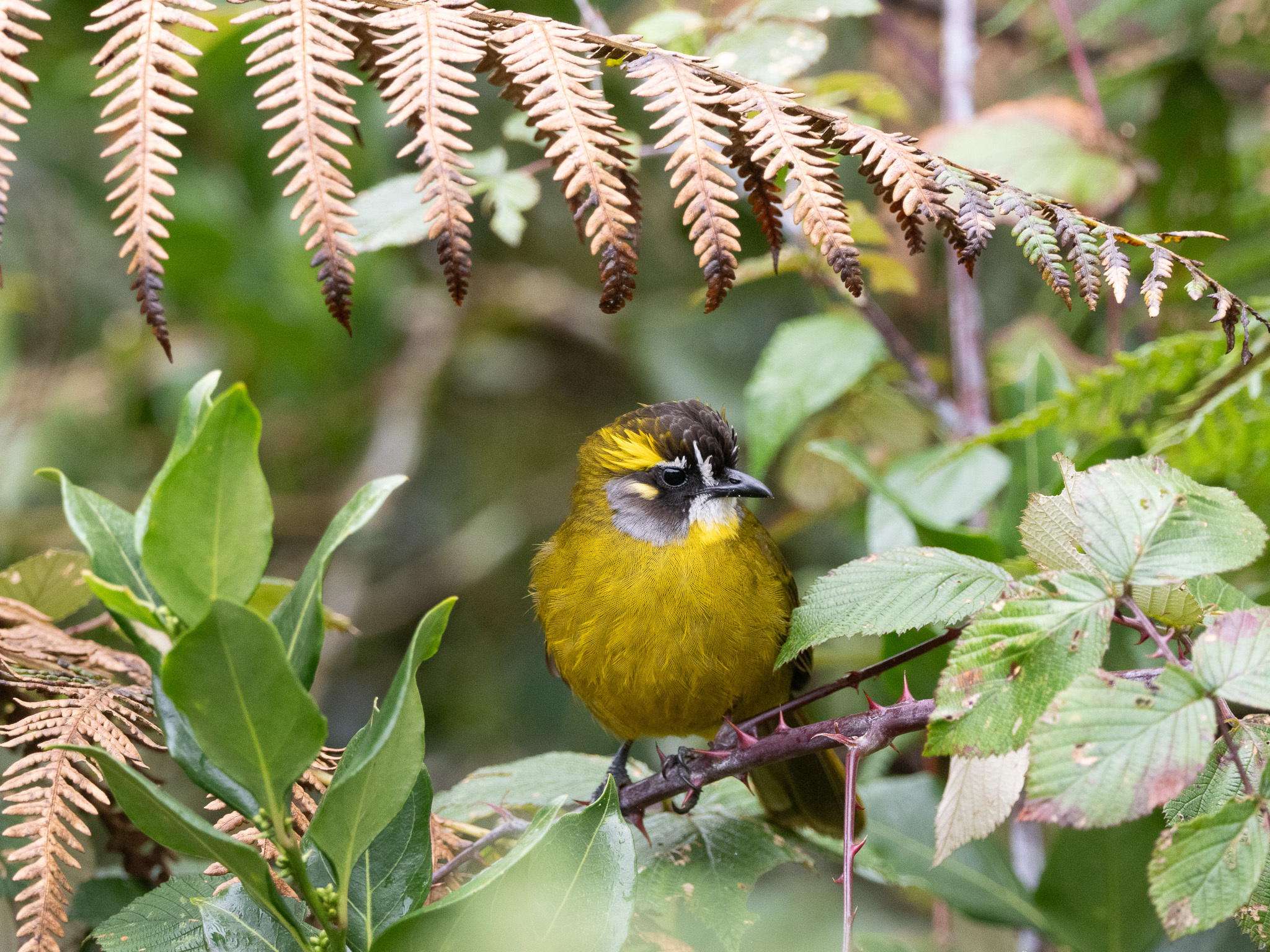 Yellow-eared Bulbul (Pycnonotus penicillatus), photo 9