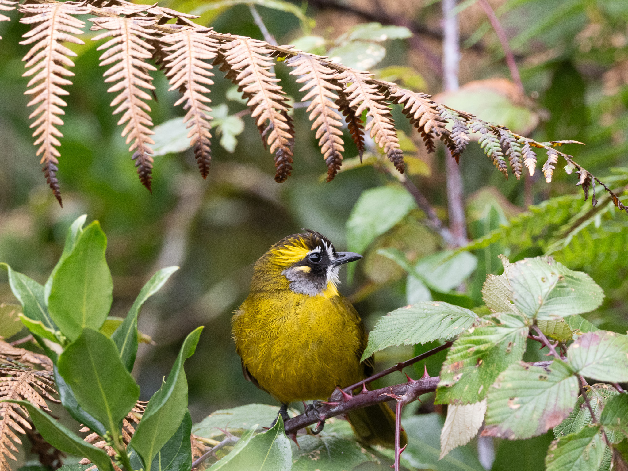 Yellow-eared Bulbul (Pycnonotus penicillatus), photo 10