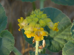 Ibicella lutea