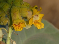 Ibicella lutea