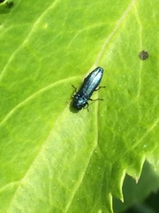 Agrilus cyanescens