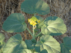 Ibicella lutea