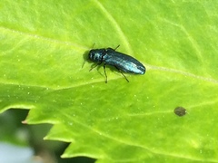 Agrilus cyanescens