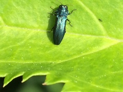 Agrilus cyanescens