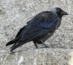 Corvus monedula