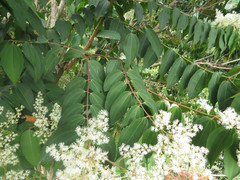 Miconia minutiflora