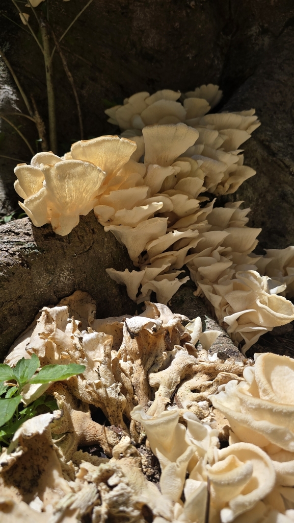 Favolus brasiliensis · February 2025 · photo: © paulomascaretti (iNaturalist, cc-by)