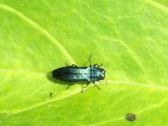 Agrilus cyanescens
