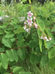 Apocynum androsaemifolium image