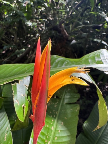 Heliconia osaensis